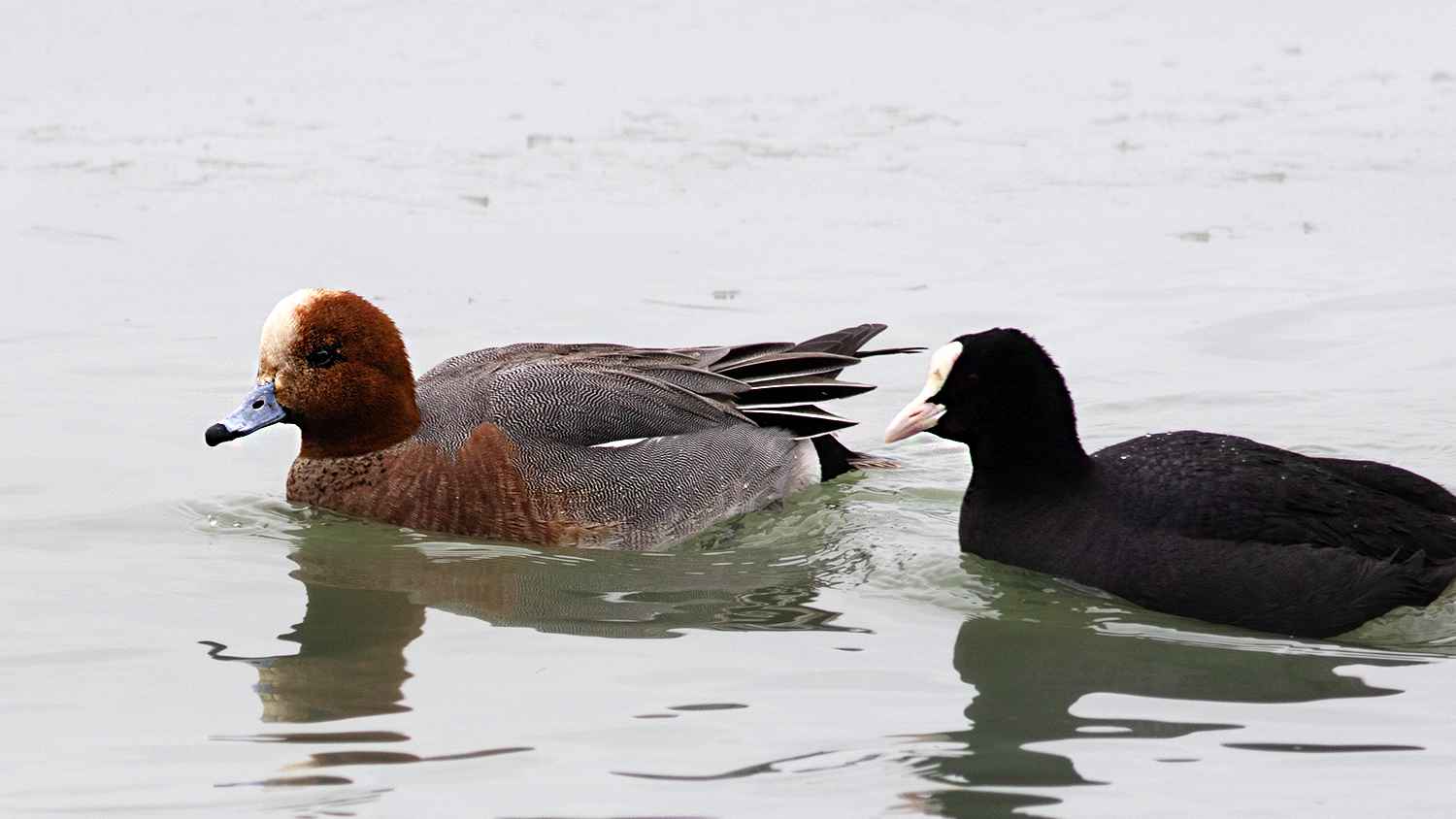 Eurasian Wigeon